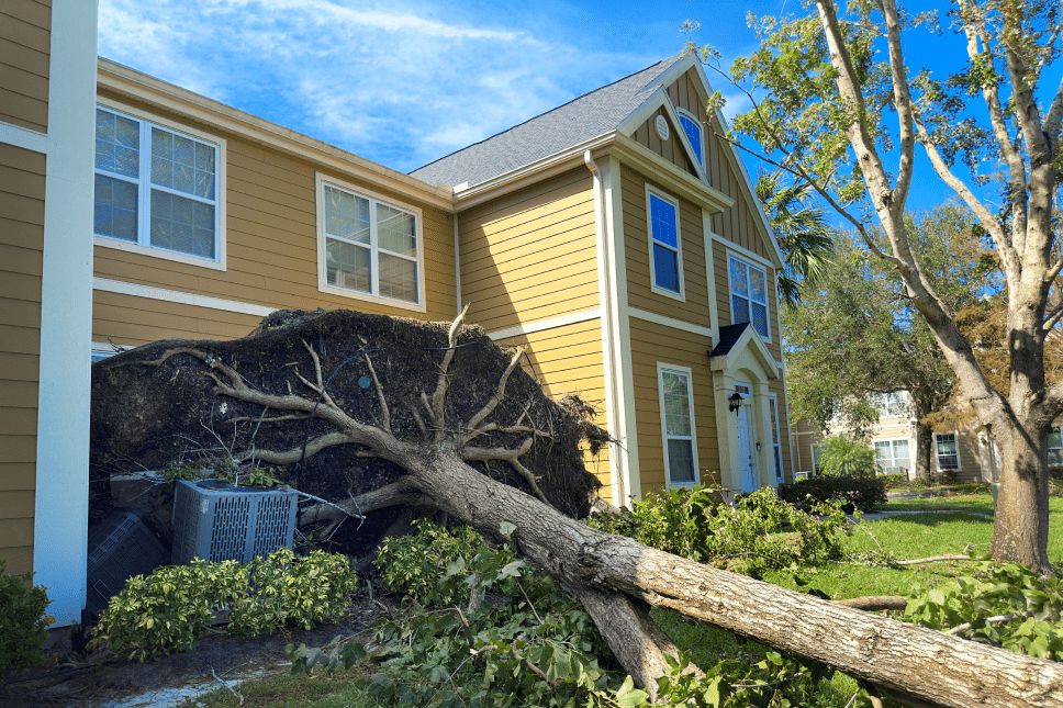 Close-up of a large fallen tree by a yellow house.